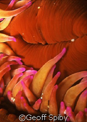 close up of false plum anemone by Geoff Spiby 